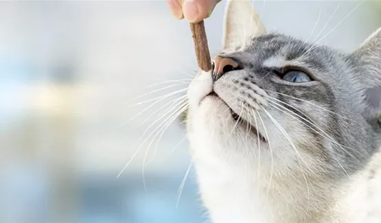 Leckerlies und Snacks für Katzen | Aquatop - Zoofachmarkt für die Katze (leckerlies-und-snacks-fuer-katzen-aquatop-zoofachmarkt-katze.jpg)