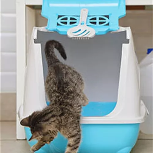 Katzenhygiene