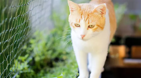 Katzennetz am Balkon | Aquatop - Zoofachmarkt für die Katze (katzennetz-am-balkon-aquatop-zoofachmarkt-katze.jpg)