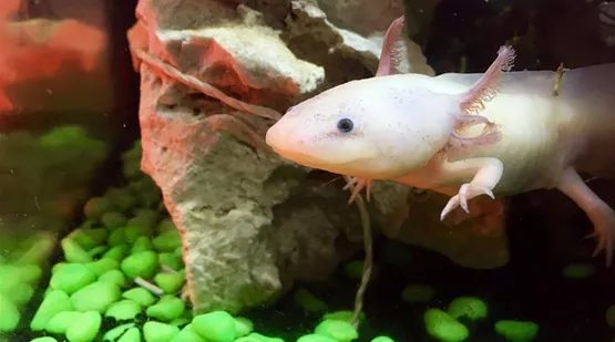 axolotl.jpg