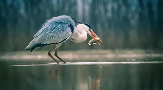 Was tun gegen Fischreiher - So werden Sie sie los! | Aquatop