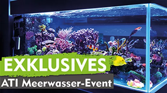 ATI Meerwasser-Event - Meerwasseraquarium | Aquatop (ATI-Meerwasser-Event_345x192px.png)