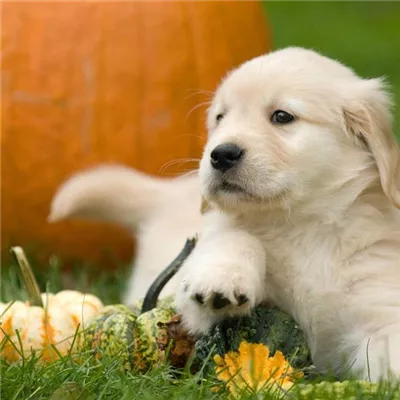 Halloween mit dem Hund