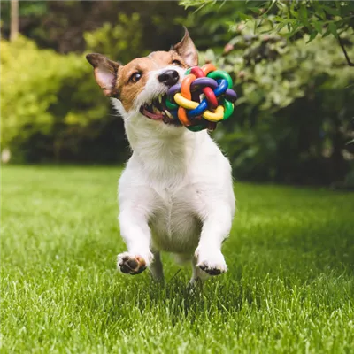 Stöckchen holen ungesund für den Hund