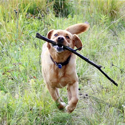 Stöckchen holen ungesund für den Hund