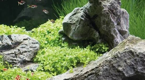 Iwagumi - eine Technik im Aquascaping | XXL Zoofachmarkt | Aquatop