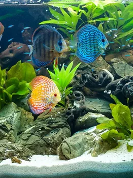 Aquarium ohne Pflanzen | XXL Zoofachmarkt | Aquatop