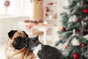 Weihnachten mit Hund oder Katze