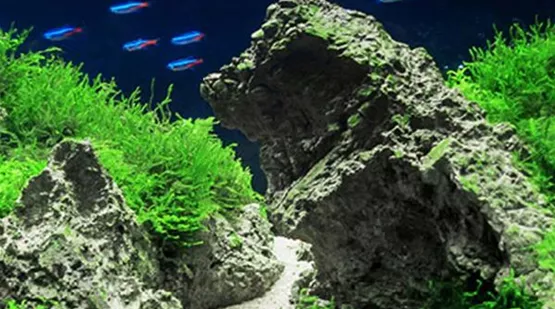 Aquascaping - Iwagumi | XXL Zoofachmarkt | Aquatop