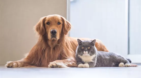 Homeoffice-mit-hund-und-katze.jpg