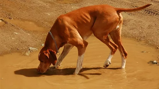 Pfuetzenwasser-gefaerlich-fuer-hund.jpg