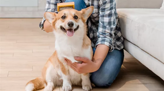 Fellwechsel beim Hund - So Du dem Vierbeiner helfen | Aquatop (hund-buersten-fellwechsel.jpg)