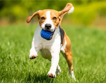 welches-haustier-macht-am-gluecklichsten_hund.jpg