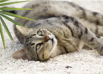 welches-haustier-machen-am-gluecklichsten_katze.jpg