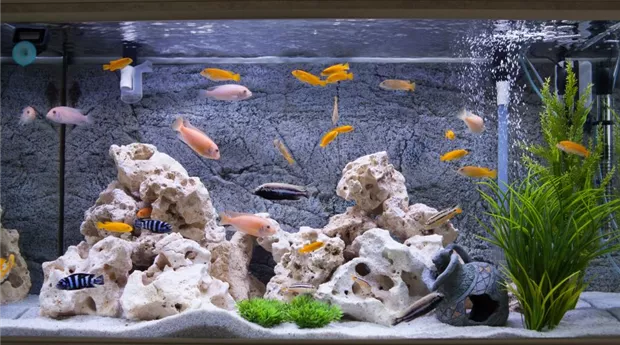 Aquarium-einrichten.jpg