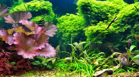 aquascaping-immer-beliebter-01.jpg