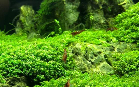 Nano-Aquaristik - Kleine Unterwasserwelt | Aquatop - Zoofachmarkt für die Nano-Aquaristik (nano-aquaristik-kleine-unterwasserwelt-aquatop-zoofachmarkt.jpg)