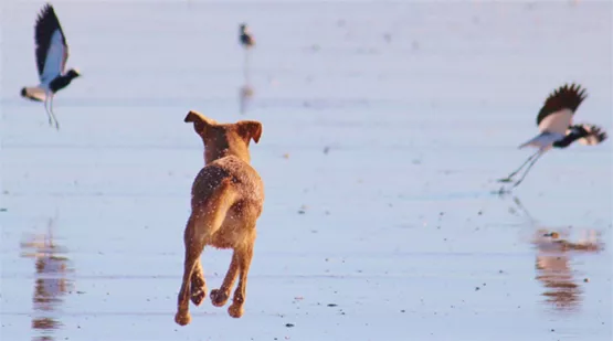 umgang-mit-jagdverhalten-bei-hunden-01.jpg