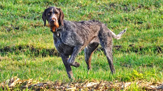 umgang-mit-jagdverhalten-bei-hunden-02.jpg