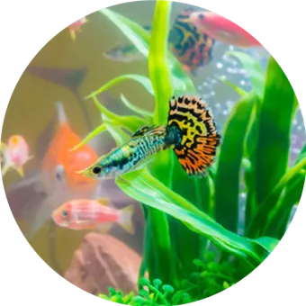 5-beliebteste-Sueßwasserfische-guppy.png