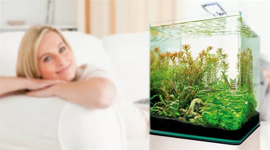 nano-aquarium-einrichten-tipps-dennerle.jpg