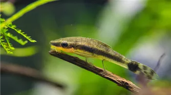 die-besten-algenfresser-im-suesswasseraquarium-02-otocinclus.jpg