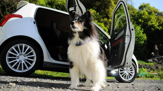 lange-autofahrt-mit-hund-pause.jpg