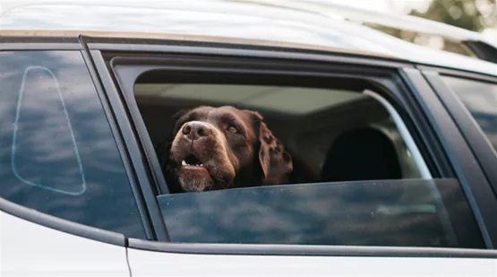 lange-autofahrt-mit-hund-hitzschlag.jpg