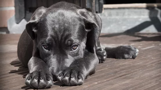 der-hund-beisst-02.jpg