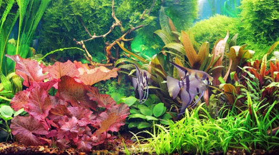 aquarienpflanzen-duengen-02.jpg