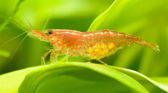 axolotl-vergesellschaftung-02.jpg