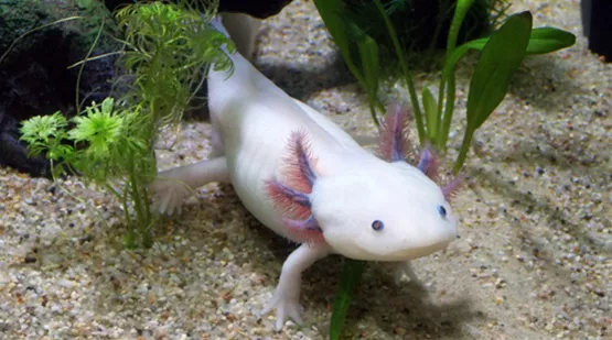 axolotl-01.jpg