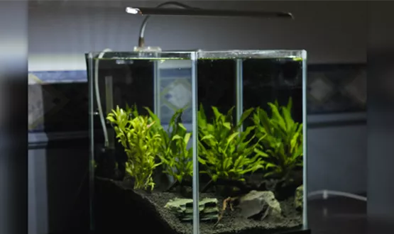 das-nano-aquarium-01.jpg