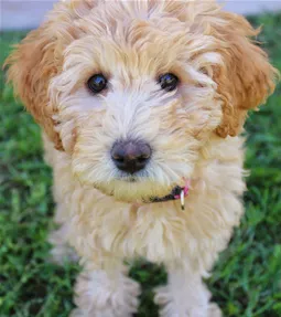 mischlingshunde-04-hybridhunde-labradoodle.jpg