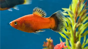 perfekte-wahl-fuers-aquarium-02-platy.jpg