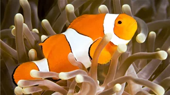 perfekte-wahl-fuers-aquarium-05-clownfisch-nemo.jpg