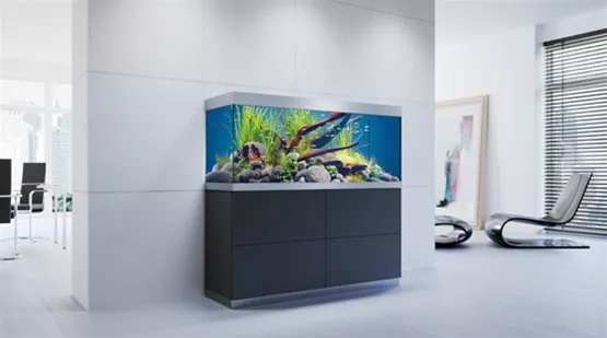 suesswasseraquarien-fuer-einsteiger-02.jpg