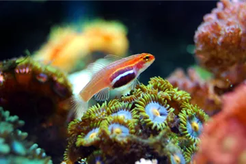 Vorteile von Nachzuchten in der Meerwasseraquaristik