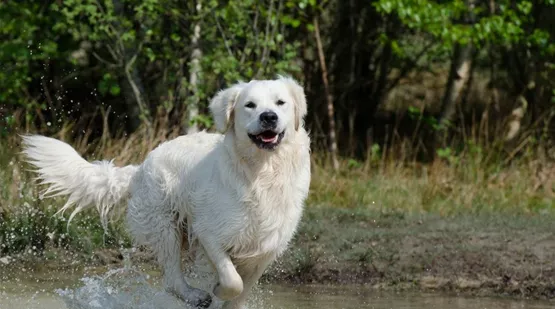 golden-retriever-wasserspiele-fuer-hunde.jpg