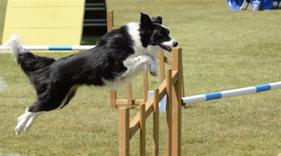 agility-fuer-hunde-01.jpg