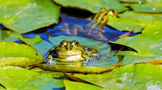 amphibien-im-gartenteich-01.jpg