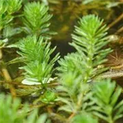 fische-die-den-teich-reinigen-pflanzen-02.jpg