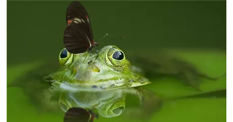 Lebensraum Gartenteich 