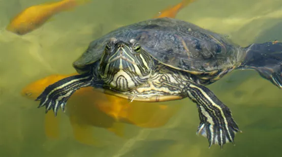 schildkroeten-im-biotop-teich-01.jpg