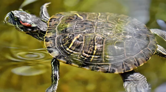 wasserschildkroeten-im-gartenteich-01.jpg