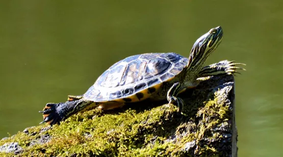 wasserschildkroeten-im-gartenteich-02.jpg