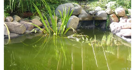 Algen im Gartenteich vermeiden 