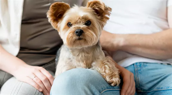 aehnlichkeit-zwischen-hund-und-besitzer-02.jpg