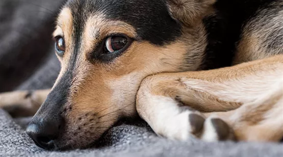 stress-anzeichen-beim-hund-erkennen-01.jpg