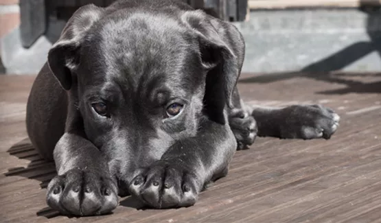 stress-anzeichen-beim-hund-erkennen-02.jpg